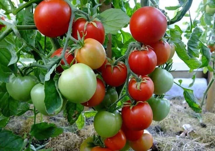 تصویر 3 از نشا گوجه فرنگی کرج مناسب کشت گلخانه ای و فضای باز
